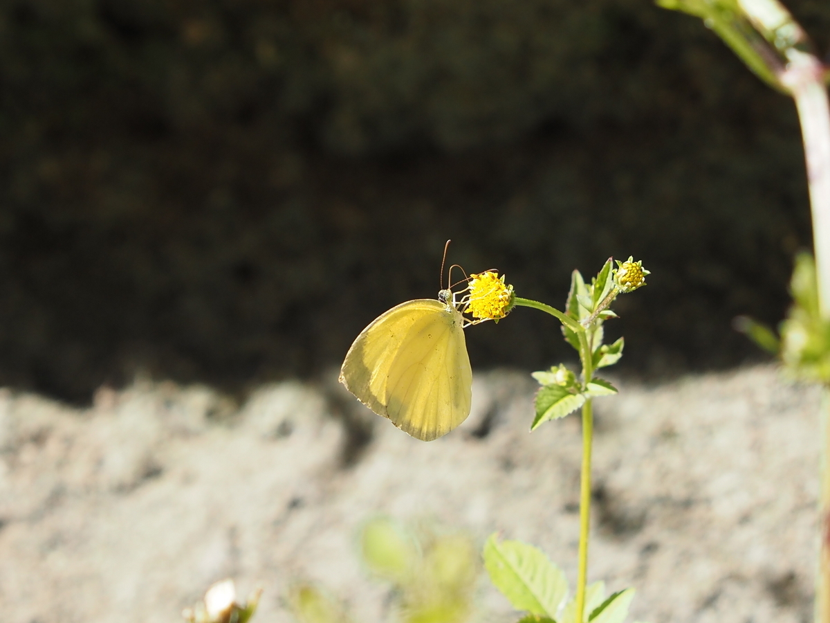 黄色いチョウはモンキチョウ？身近で目にする2種類の黄色い蝶の違いと