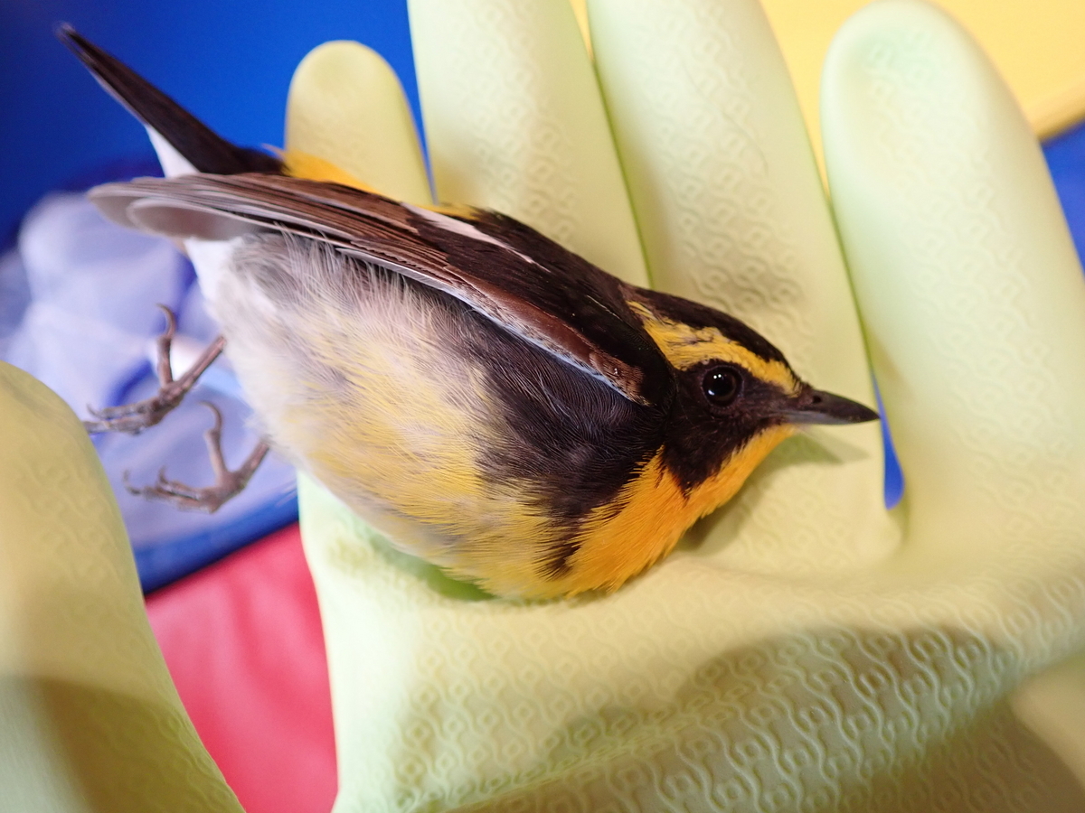 青色の冬鳥ルリビタキ。 なぜ青い？の不思議と生息地について考察 - 蓼食う虫も好き好き