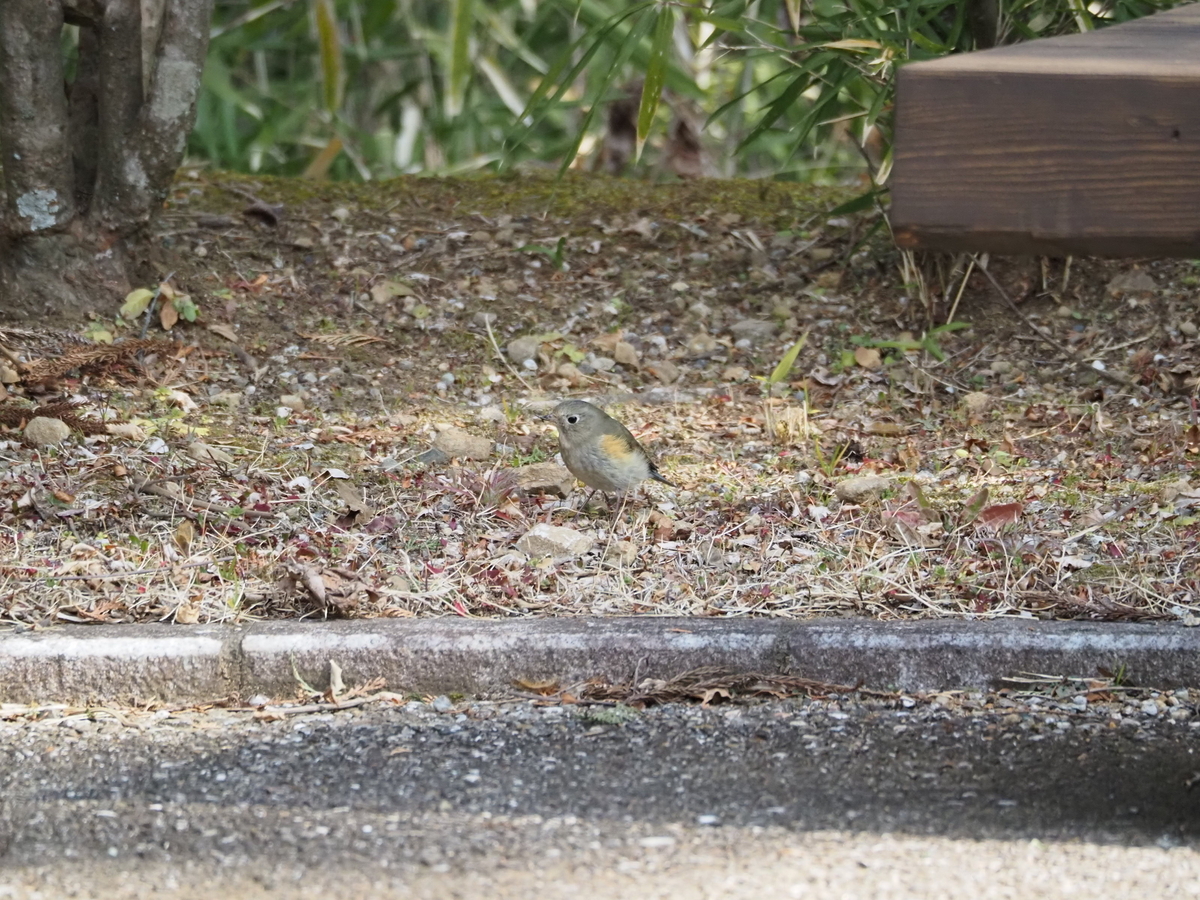 青色の冬鳥ルリビタキ。 なぜ青い？の不思議と生息地について考察 - 蓼食う虫も好き好き