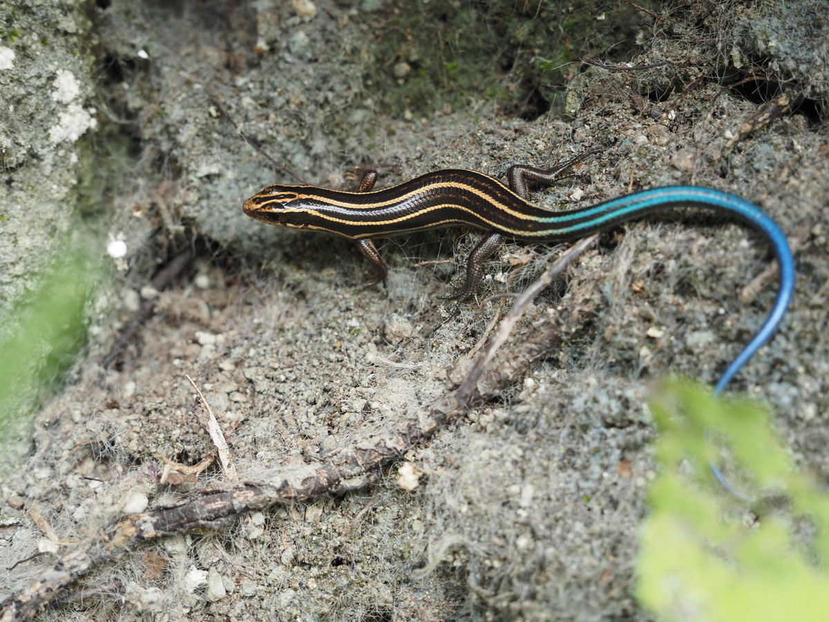 時々トカゲ トカゲがいる場所とその探し方について。生態的な視点からトカゲを