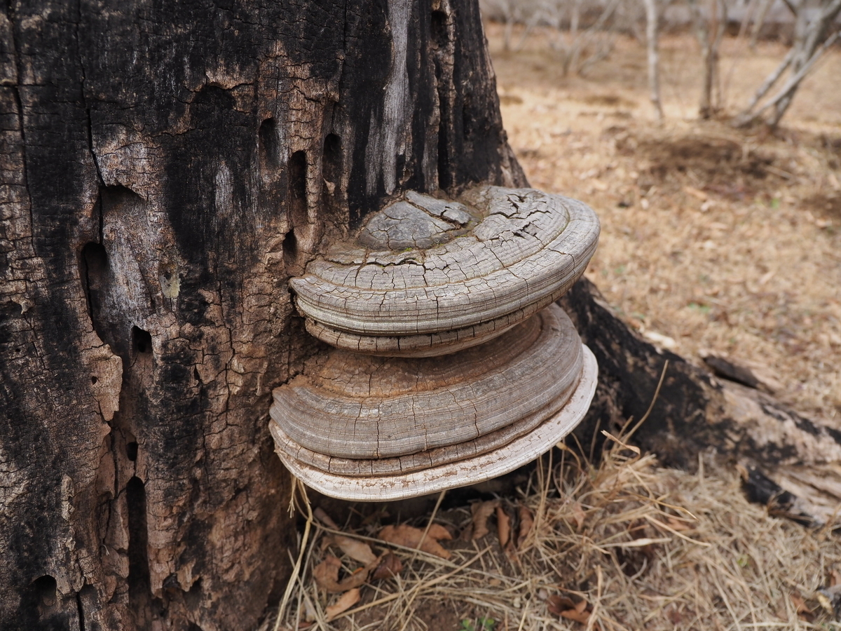 サルノコシカケ 【公式通販】