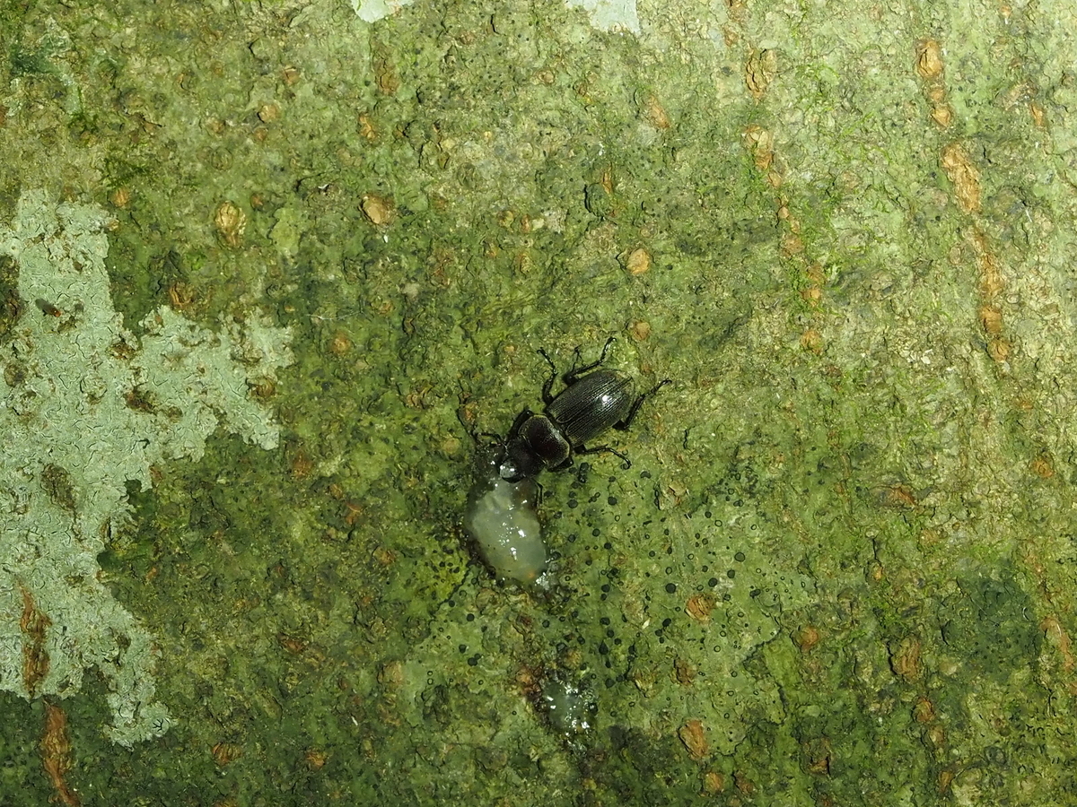 クワガタ・カブトムシ採集の基礎。成果を上げる探し方と道具などの