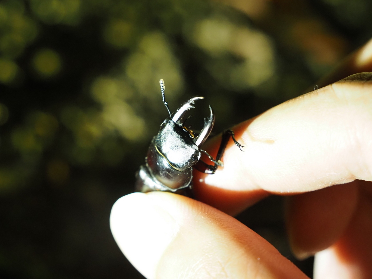 クワガタ・カブトムシ採集の基礎。成果を上げる探し方と道具などの