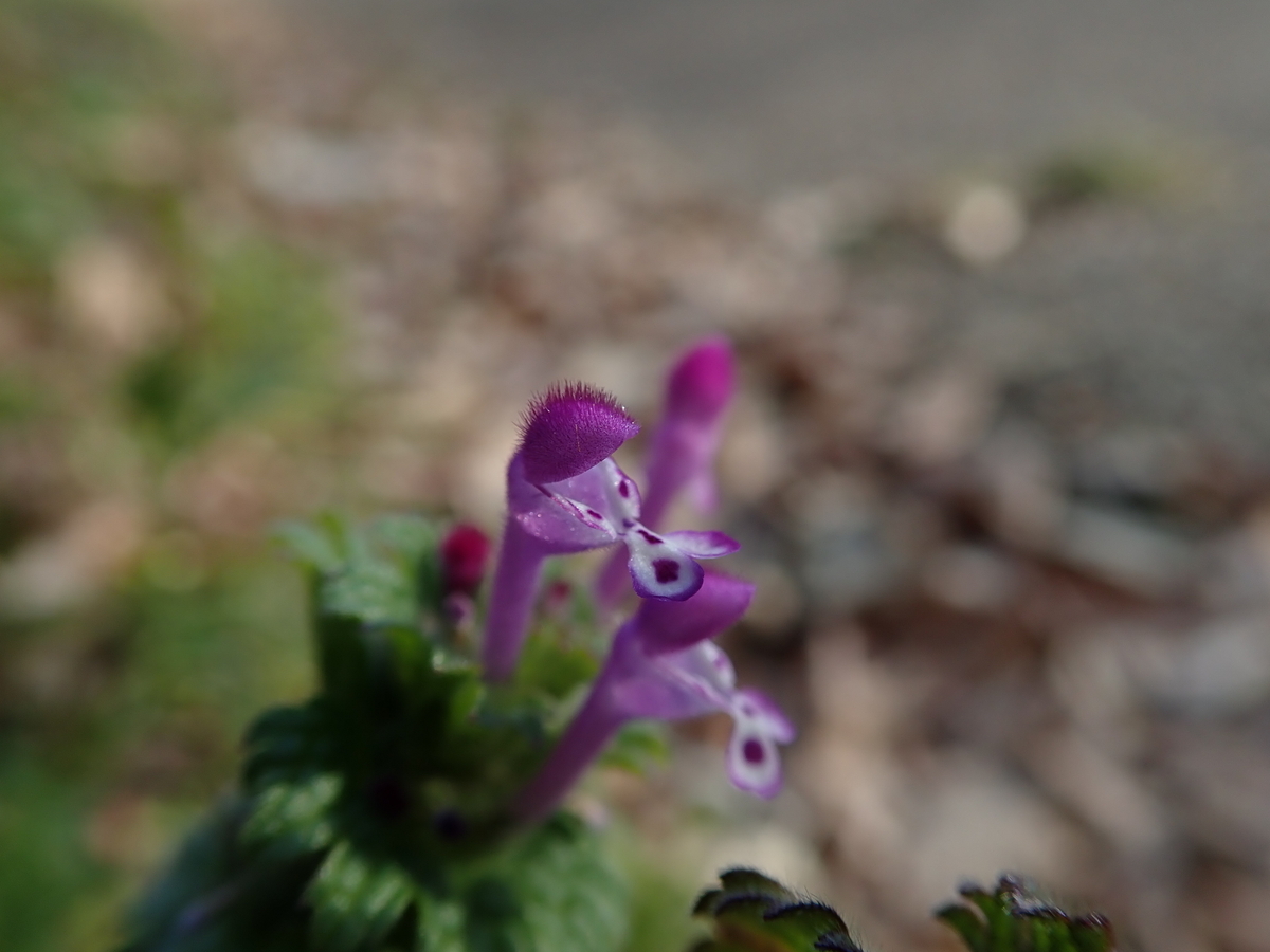 春に見られる紫色のお花13選。身近で見つかる山野草を紹介 - 蓼食う虫