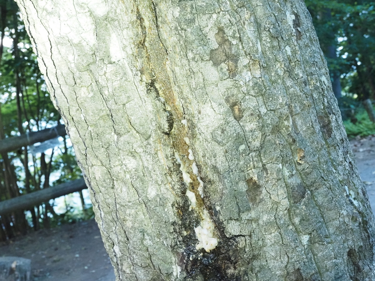 クヌギ 苗木カブトムシ の好きな樹液の出るドングリの木 クヌギの木の見分け方。違いを理解して樹液に来るクワガタを捕まえよう