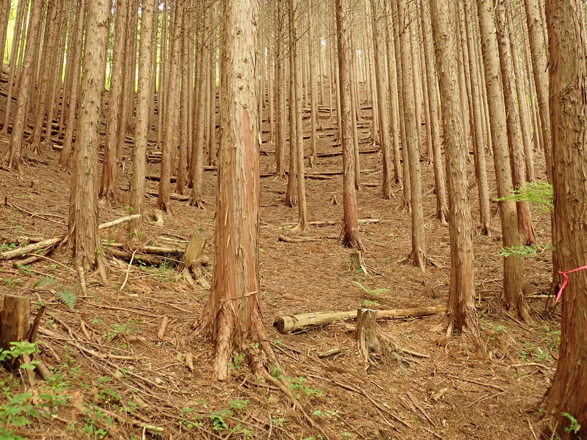 クヌギ 1.7メートル カブトムシ の好きな樹液の出る木 落葉樹 若木
