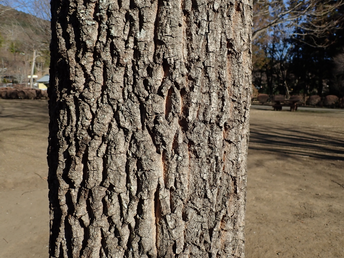 クヌギの木の見分け方。違いを理解して樹液に来るクワガタを捕まえよう