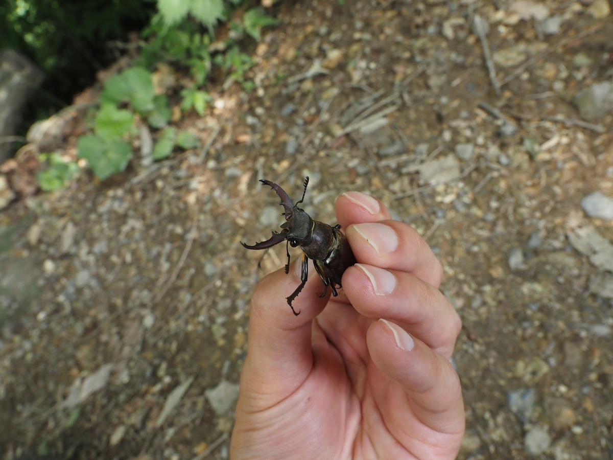 クワガタやカブトムシはいつから取れる？時期に関して紹介。 - 蓼食う