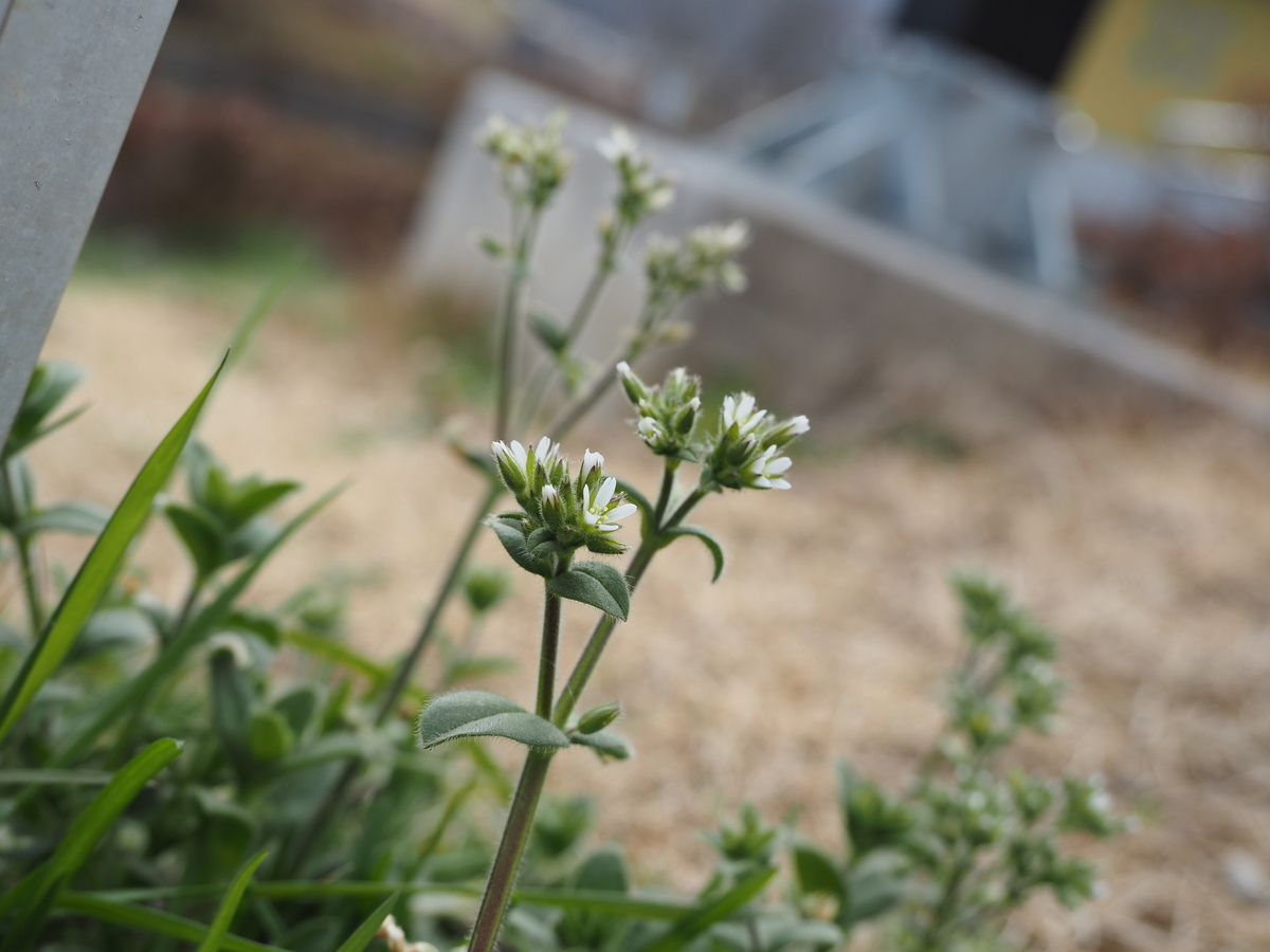 春に見られる白いお花１２選 身近な山野草を観察してみよう - 蓼食う虫も好き好き
