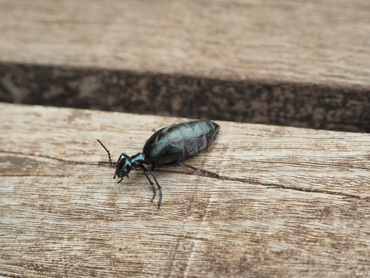 激珍種！チリの毒々し過ぎるツチハンミョウ！！ 当方の手持ちのラスト1