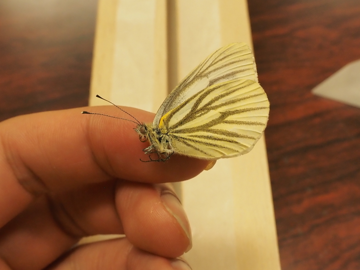 蝶の展翅のやり方を紹介。私的おススメ展翅方法と必要な道具などを揃え