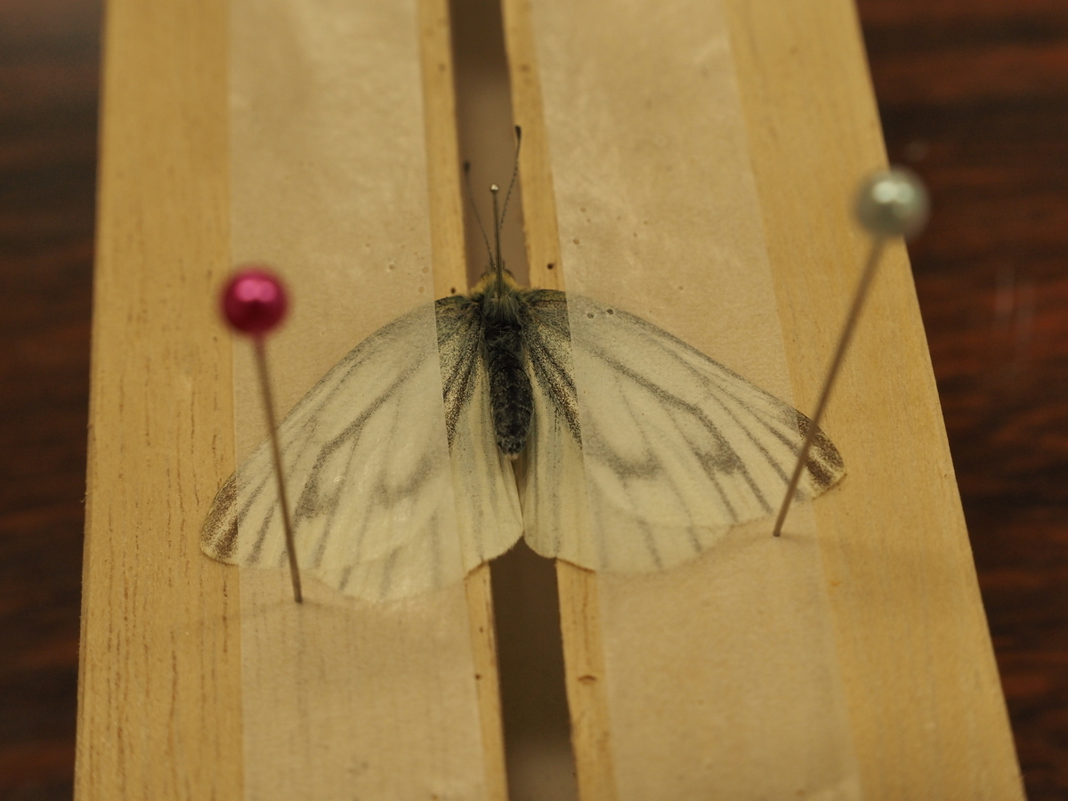 蝶の展翅のやり方を紹介。私的おススメ展翅方法と必要な道具などを揃え