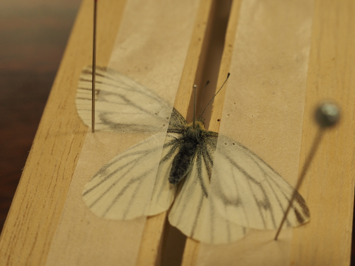 蝶標本  クギヌキフタオチョウ 裏面展翅 m55970972086_1.jpg?1710634649