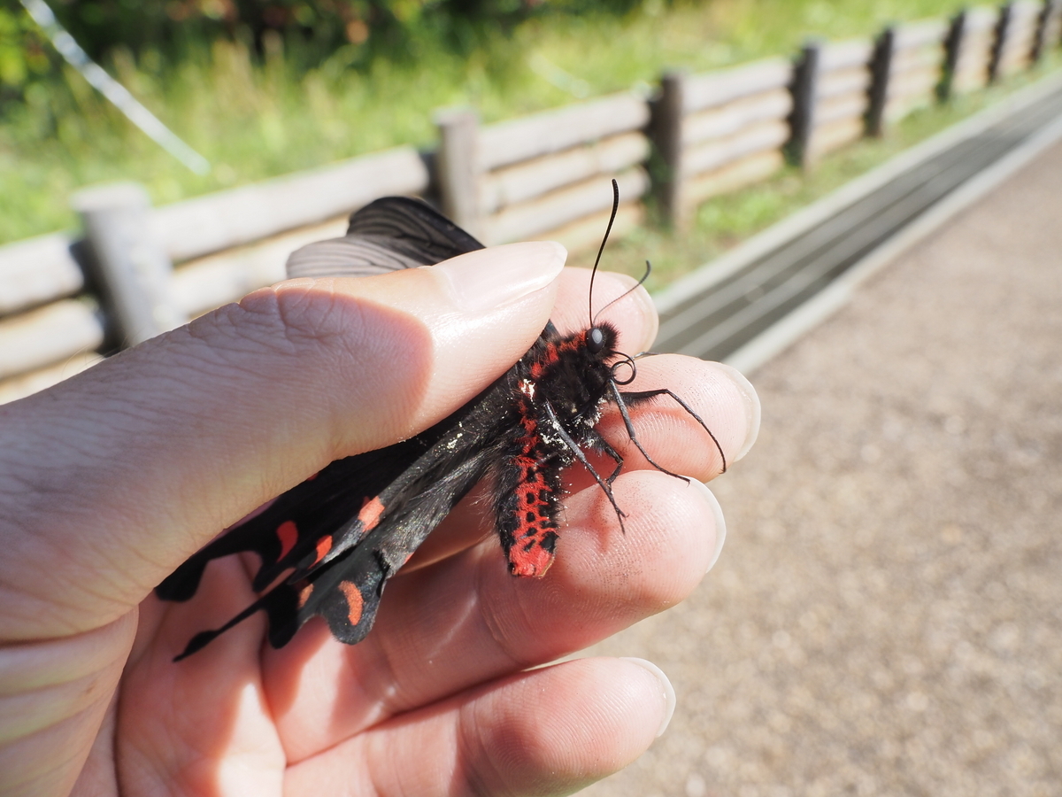 黒いアゲハ蝶はクロアゲハではない！？ 身近で目にする黒いアゲハ蝶の