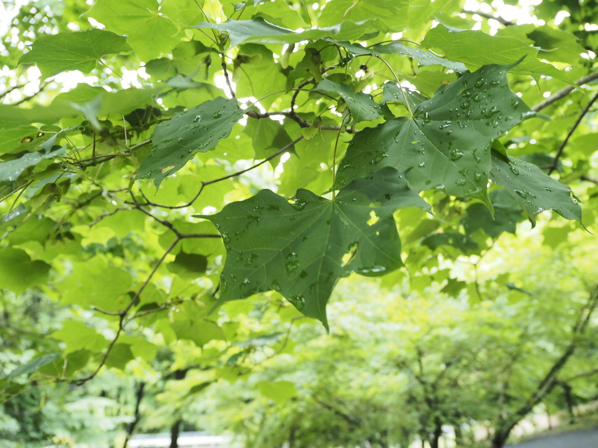 イタヤカエデの見分け方。樹液にミヤマクワガタが訪れる樹木！ - 蓼