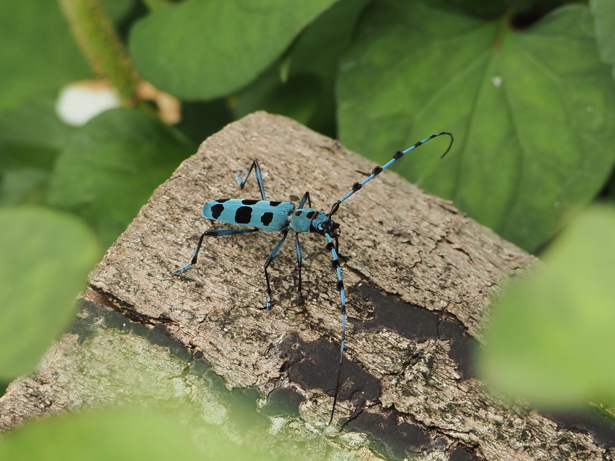 青色と黒い水玉模様のルリボシカミキリは珍しい？ 探し方を覚えて美麗