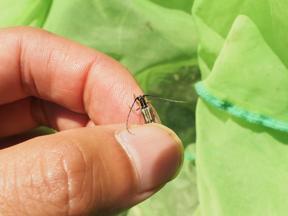 青色と黒い水玉模様のルリボシカミキリは珍しい？ 探し方を覚えて美麗