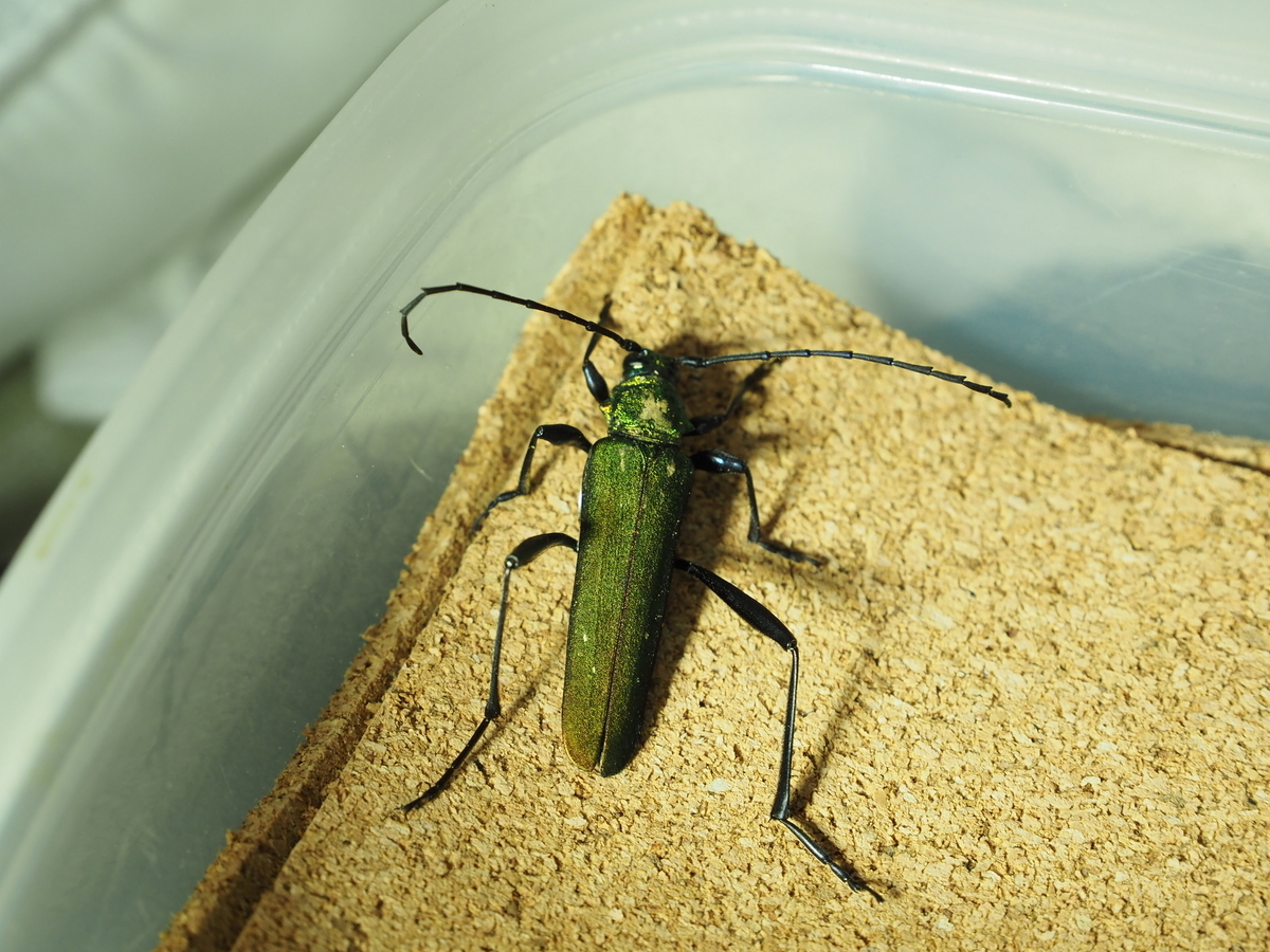 ルリオニカミキリ　2頭 カミキリムシの種類・図鑑（カミキリムシ科172種）