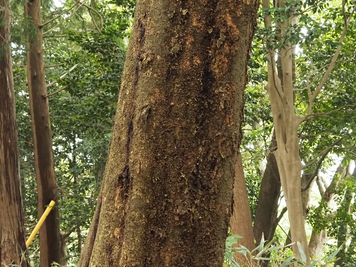 2024夜高尾に向けた下見。高尾山の樹液状況と発酵予備軍の樹液を探して備えよう! - 蓼食う虫も好き好き