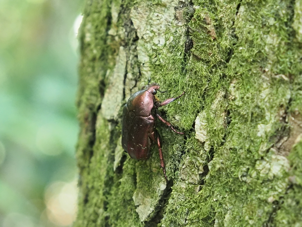 紫色をしたカナブンは珍しい？絶滅危惧種のムラサキツヤハナムグリ