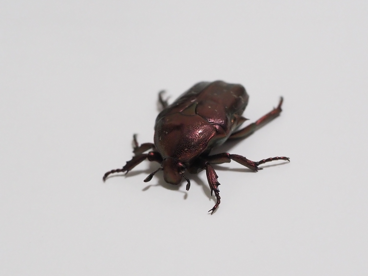 紫色をしたカナブンは珍しい？絶滅危惧種のムラサキツヤハナムグリ