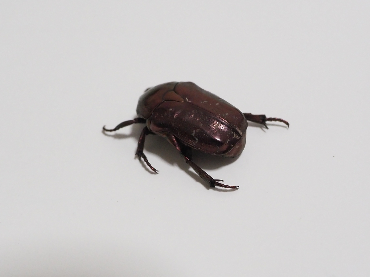 カナブン　甲虫　水彩画 カナブン 甲虫 水彩画 カナブン甲虫水彩画