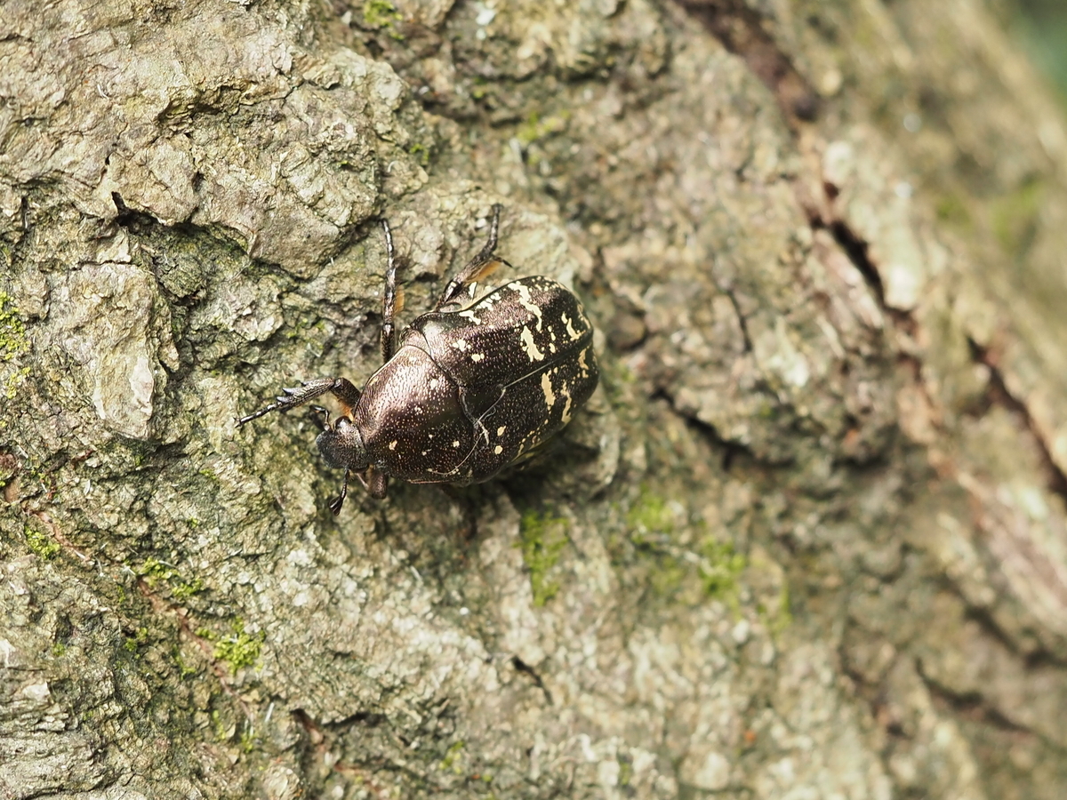 カナブンページ 新成虫☆WF1☆クラッツオオツノカナブン（マリアナ）♂56ミリ♀ーA