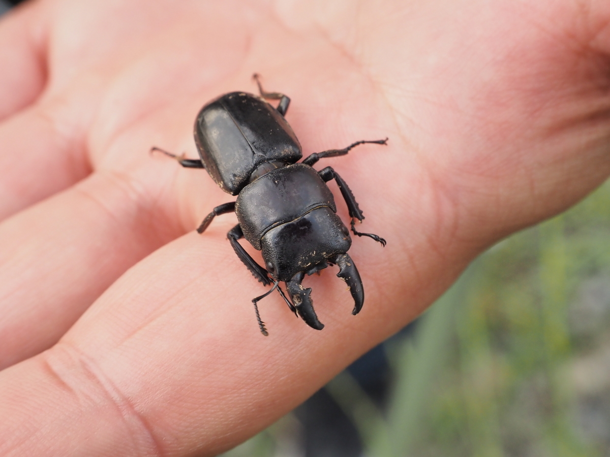 紫色をしたカナブンは珍しい？絶滅危惧種のムラサキツヤハナムグリ