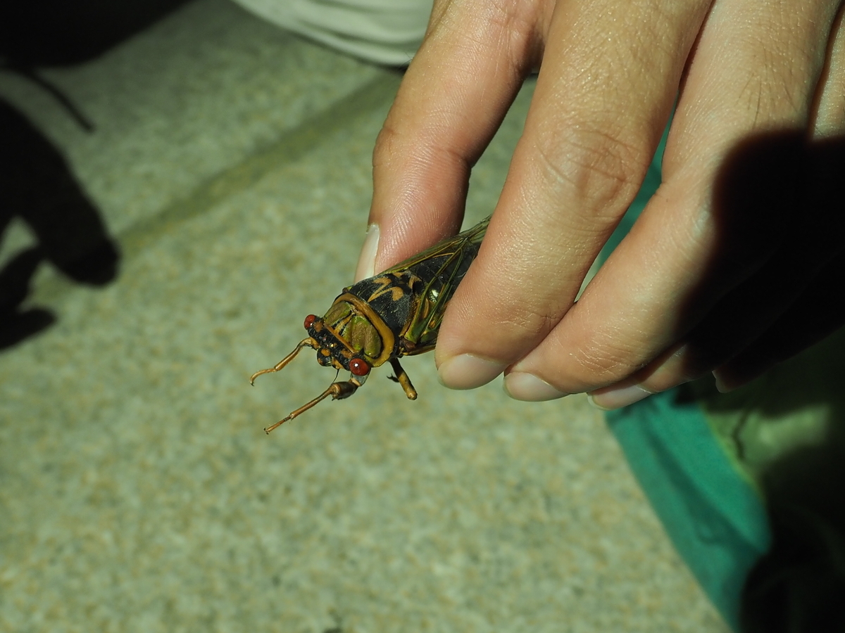 2024年高尾山昆虫観察記6 アカエゾゼミを求めて。 - 蓼食う虫も好き好き