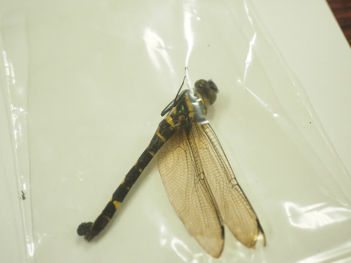 飼っていた昆虫が死んでしまったら？ 昆虫標本作成に挑戦してみよう