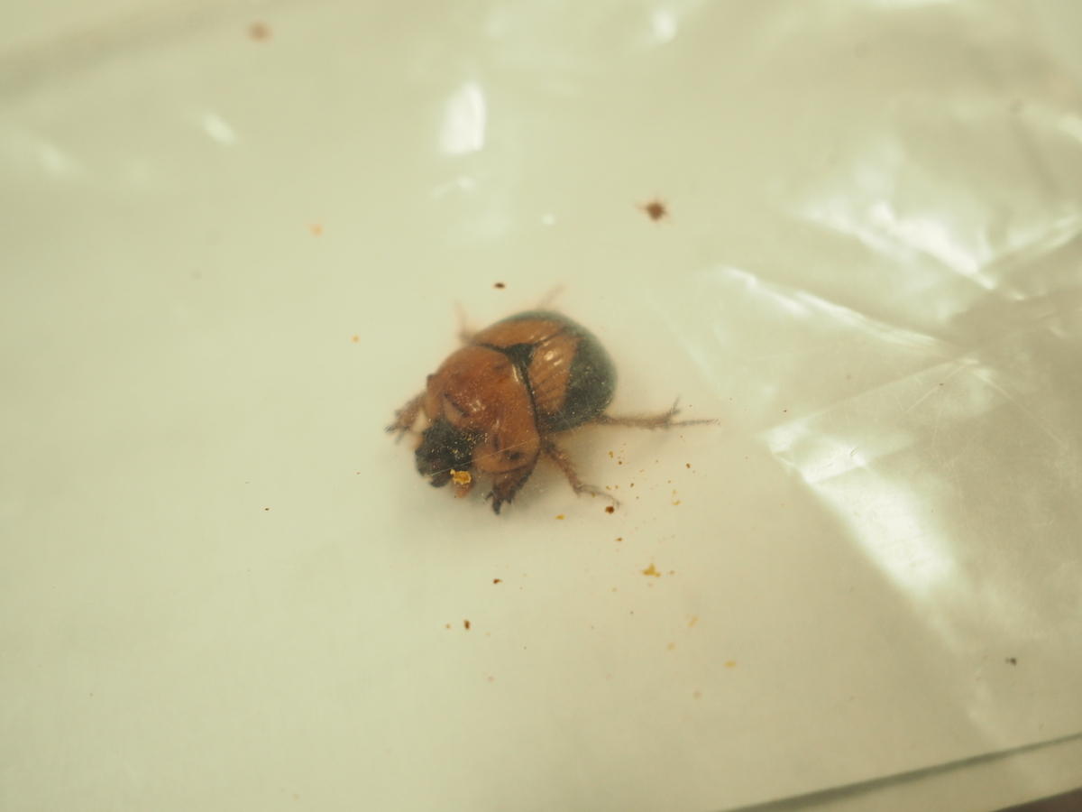 飼っていた昆虫が死んでしまったら？ 昆虫標本作成に挑戦してみよう