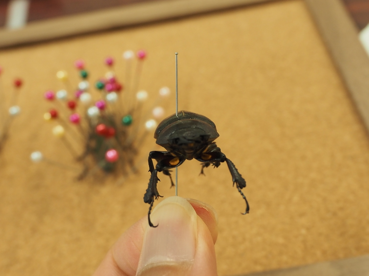 飼っていた昆虫が死んでしまったら？ 昆虫標本作成に挑戦してみよう