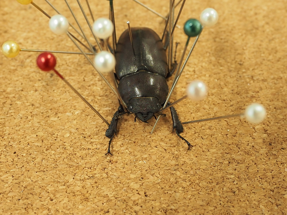 飼っていた昆虫が死んでしまったら？ 昆虫標本作成に挑戦してみよう