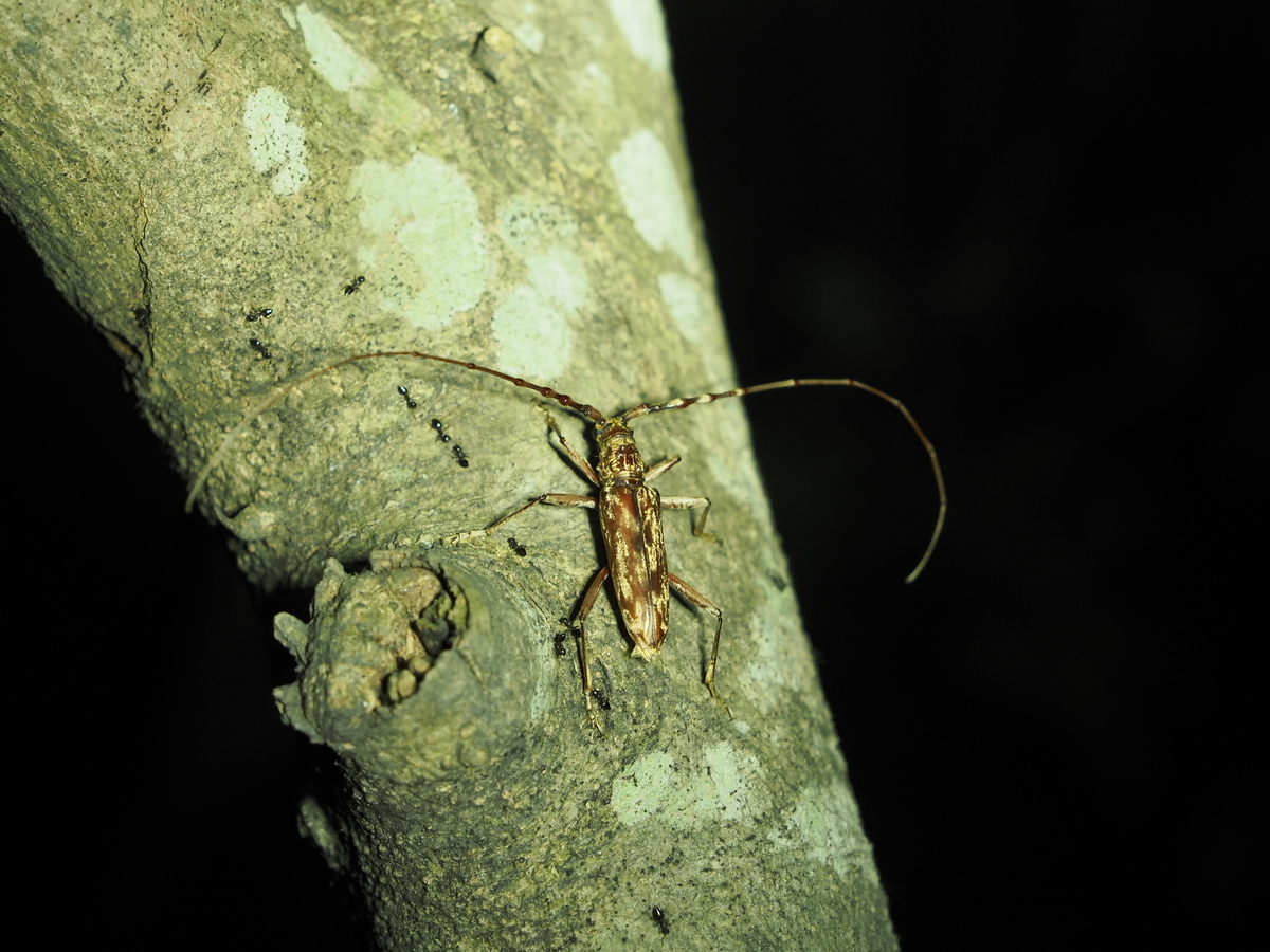 黄色のゴマダラカミキリ 黄色の斑点が綺麗です！ キボシカミキリ（黄星髪切虫） - 温泉