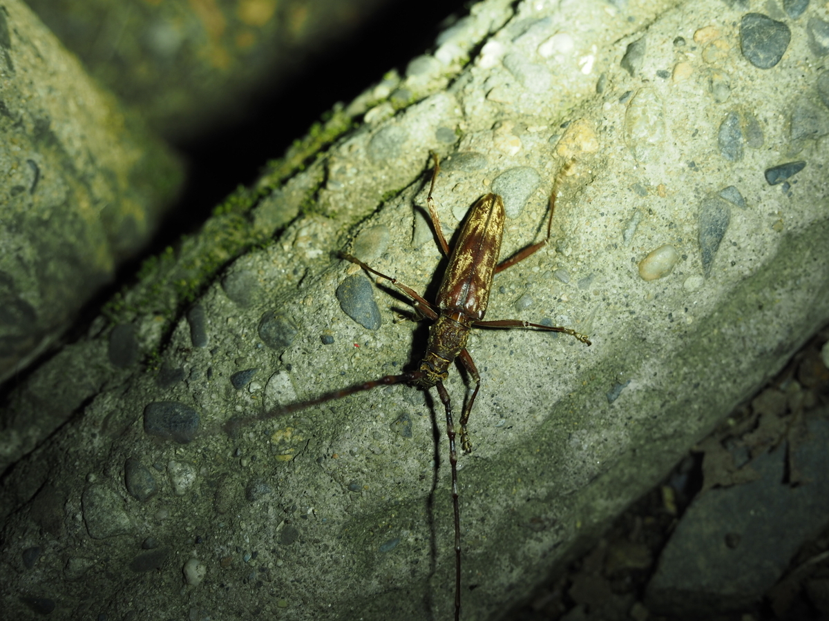 黄色のゴマダラカミキリ 黄色のゴマダラカミキリ カミキリ虫を発見。 ゴマダラかなと思っ