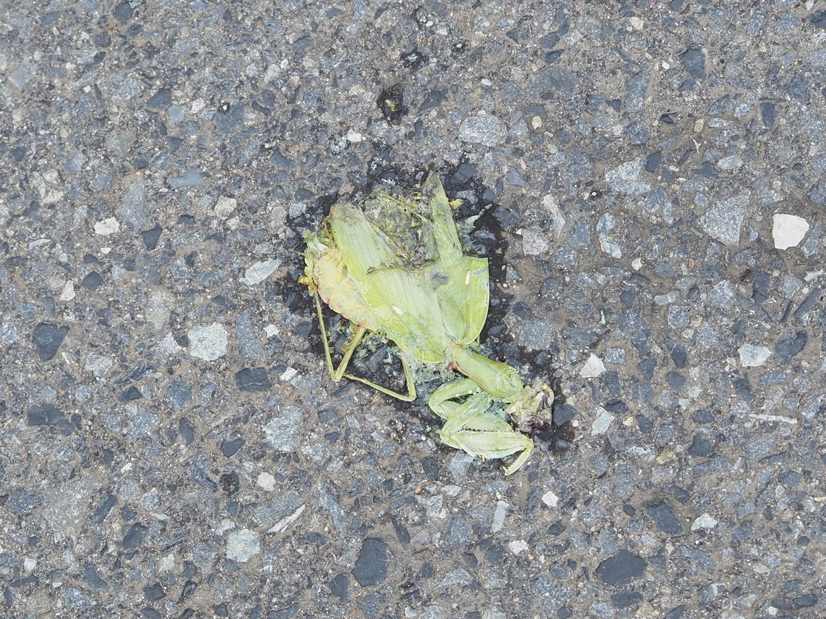 道路上で轢かれているカマキリの不思議を考察。寄生が関係するのか