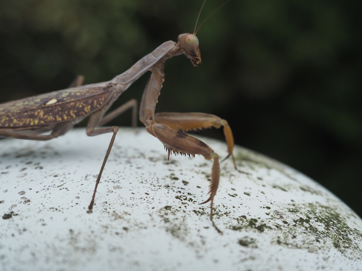 ハラビロカマキリの茶色個体は珍しい！ 種で違う緑と茶色の違いを紹介