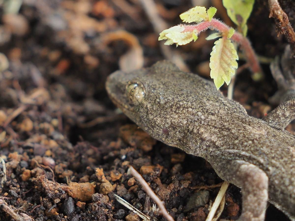 ヤモリとトカゲやカナヘビは何が違う?身近な爬虫類の違いを紹介 - 蓼食う虫も好き好き
