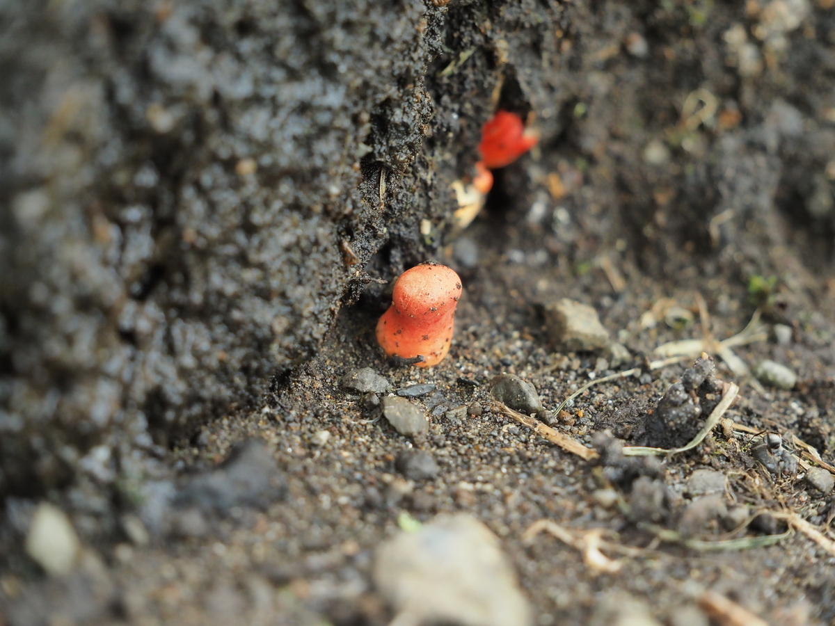 芝生のベニセンコウタケと雑木林のカエンタケ。赤くて細いキノコは危険