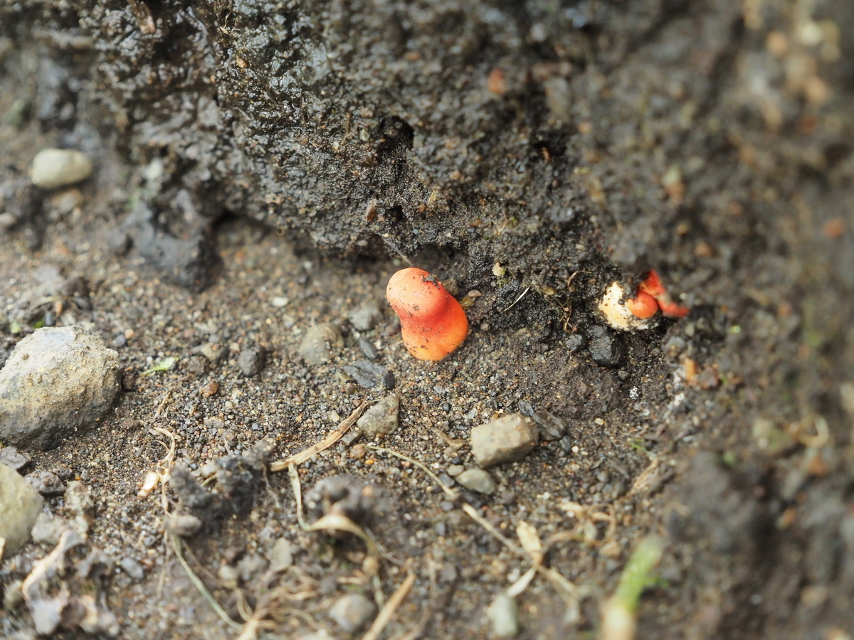 芝生のベニセンコウタケと雑木林のカエンタケ。赤くて細いキノコは危険
