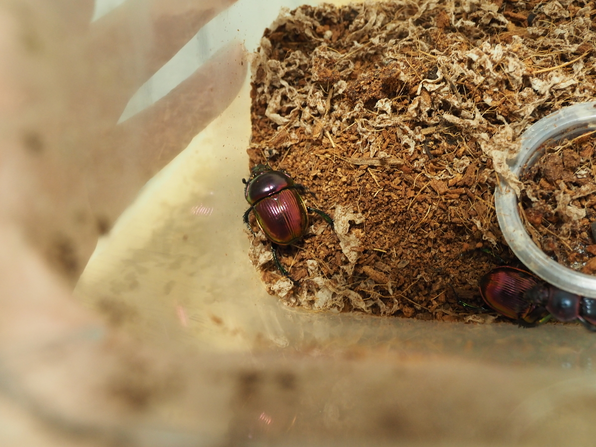 ピンク色オオセンチコガネの色彩変異を検証。青系や緑の強いものを探せ