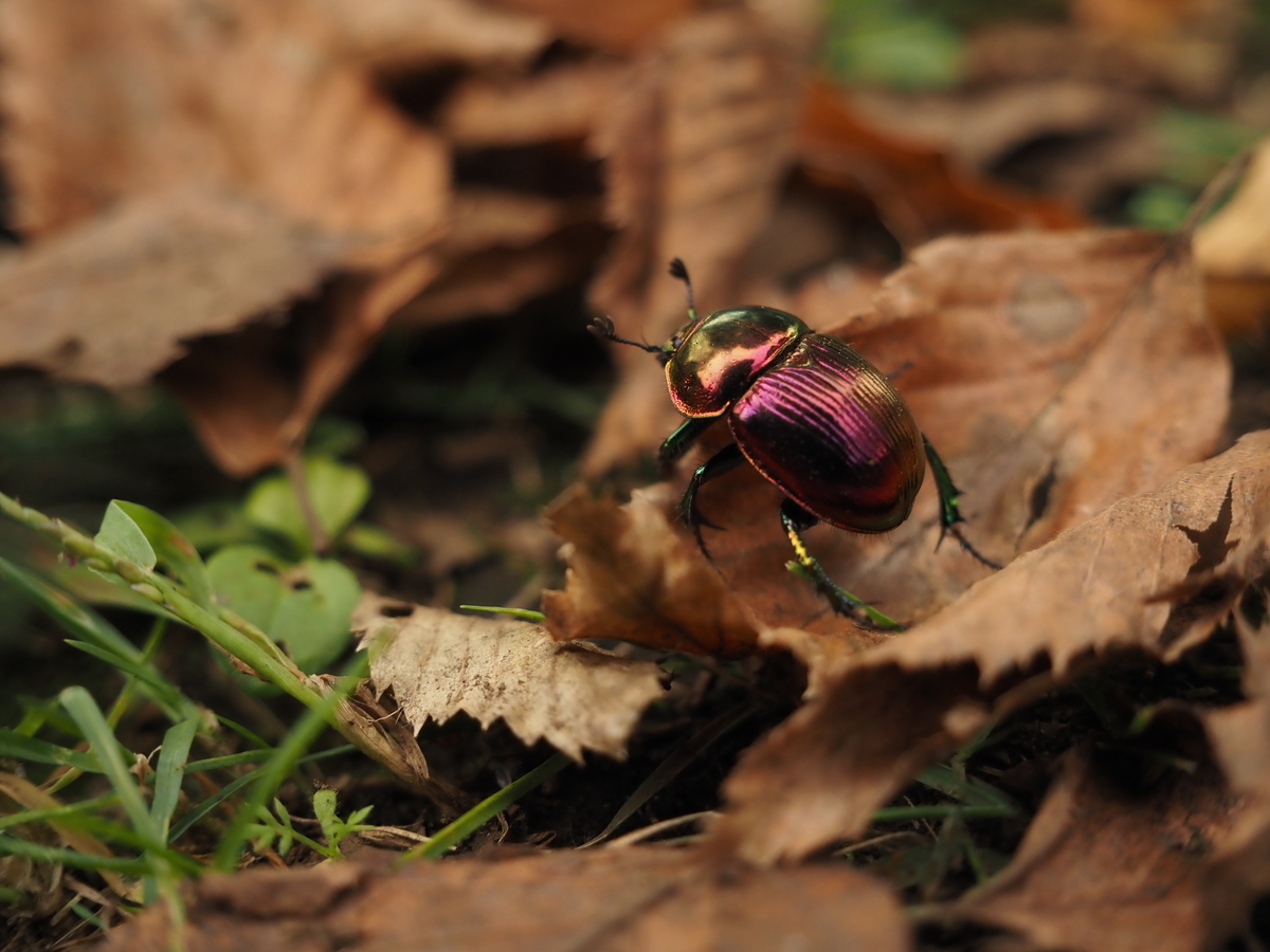 ピンク色オオセンチコガネの色彩変異を検証。青系や緑の強いものを探せ
