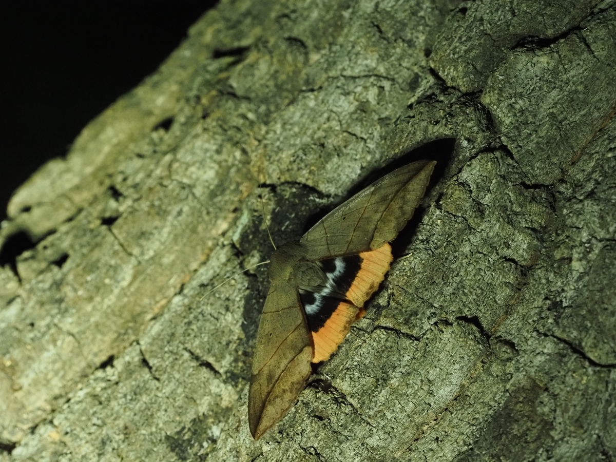 オレンジ色の巨大な蛾の正体は誰？樹液にやってくるムクゲコノハ - 蓼