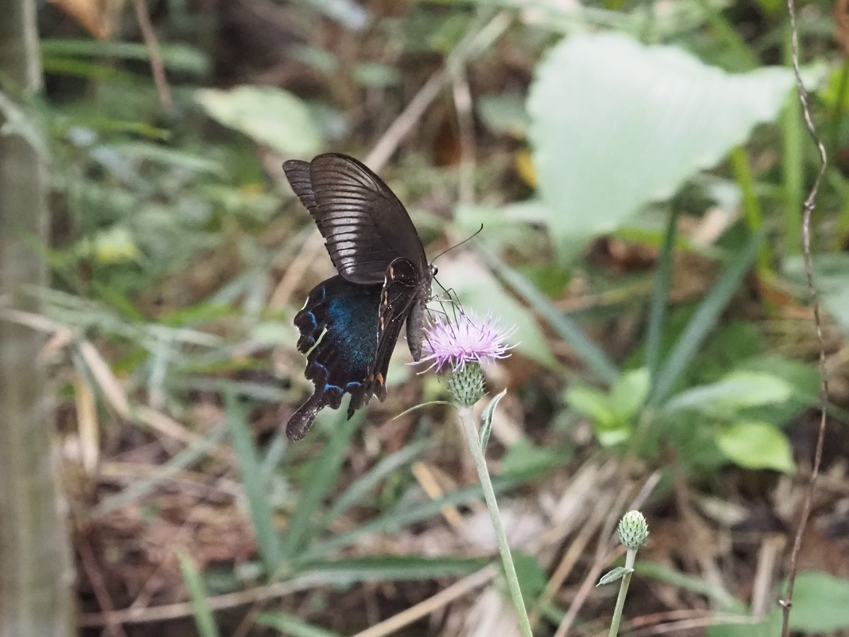 黒いアゲハ蝶各種の標本 クロアゲハ～珍しい？生態写真や見分け方、生息地、食草、越冬、亜種
