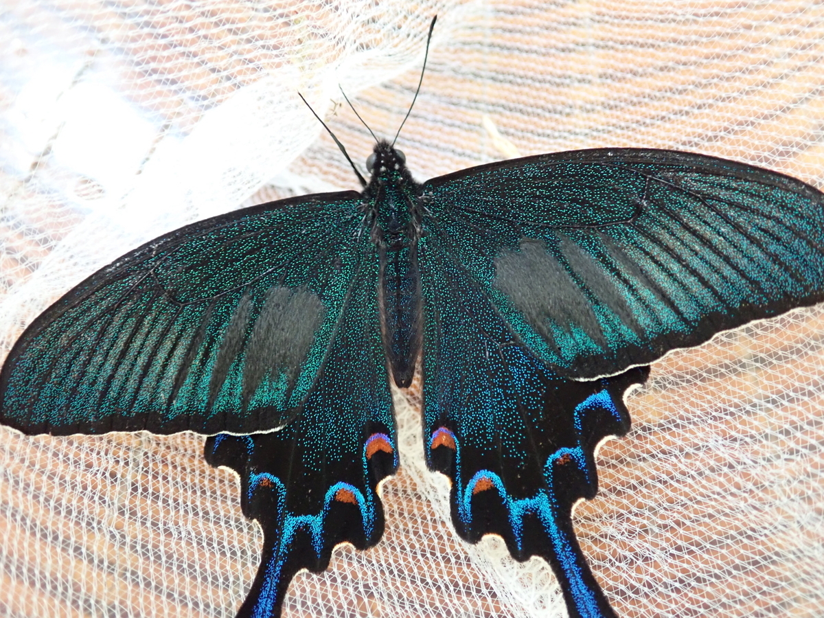 蝶かんざし】ミヤマカラスアゲハ風 ブラッキッシュグリーン×青・黒【黒