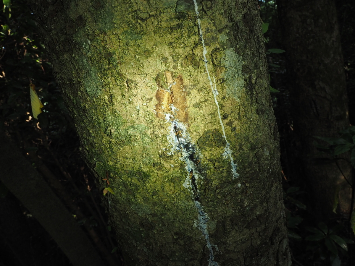 樹液はなぜ出るのか?その理由と近年樹液性昆虫が増えている理由の考察 - 蓼食う虫も好き好き