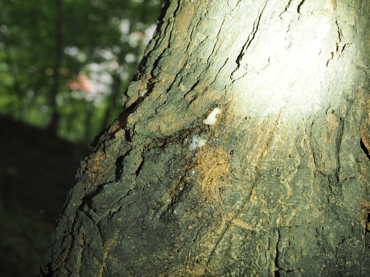 樹液はなぜ出るのか?その理由と近年樹液性昆虫が増えている理由の考察 - 蓼食う虫も好き好き