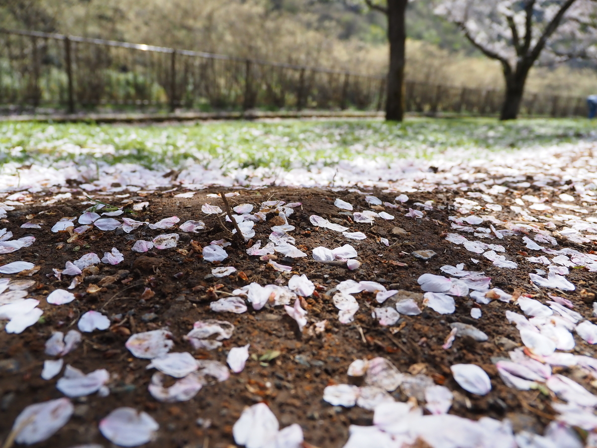 桜の花が花ごと落ちている？ 花びらが散る場合と花ごと落ちている場合 