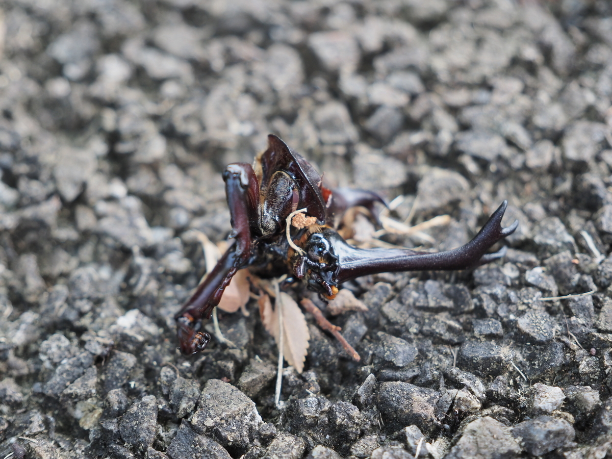 クワガタの天敵って誰？ カラスとタヌキによる捕食と、食べられる個体