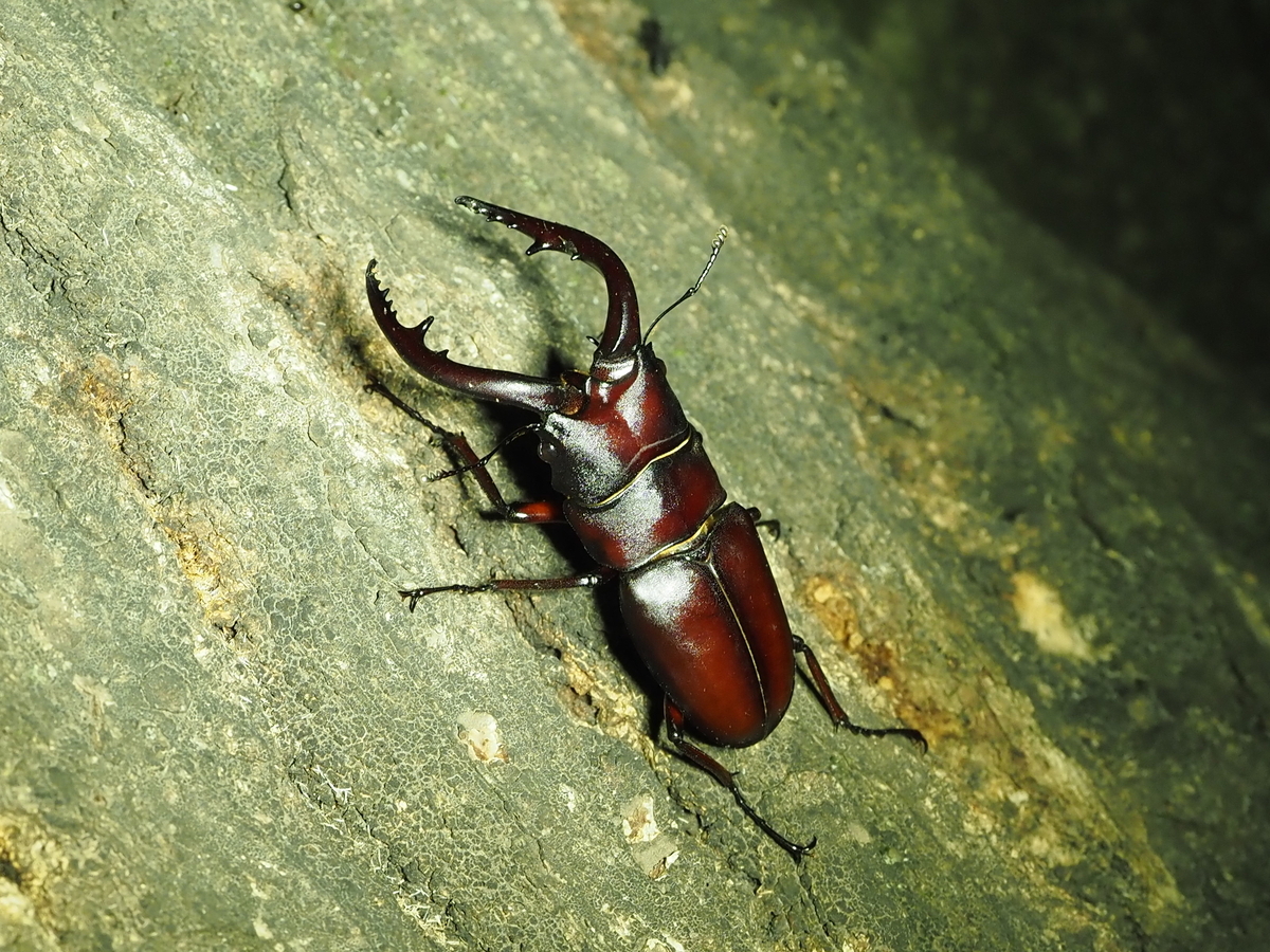 ミヤマクワガタ　超希少内歯12本 ノコギリクワガタとミヤマクワガタの違い。 人気大型クワガタの大歯